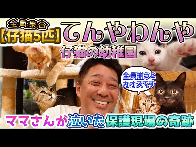 猫の幼稚園】3兄弟＋風太＋月兵衛！わちゃわちゃ全開のにぎやか日常