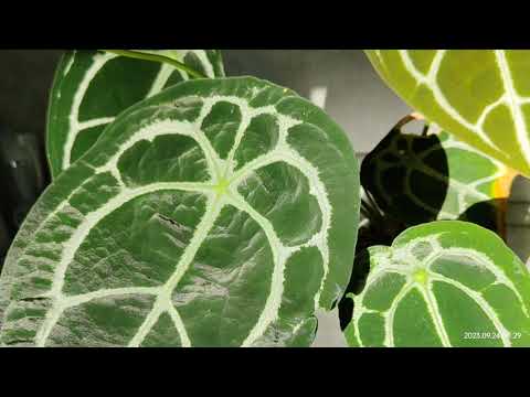 💚Anthurium forgetii white stripes 💚 - YouTube