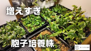 ビカクシダ 胞子培養 12株 ビカクシダ 12種類 胞子培養