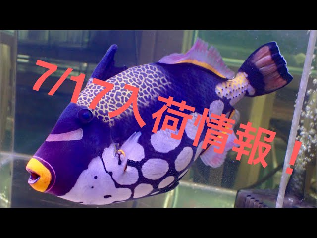 4/18の入荷情報！モンガラカワハギの超ビッグサイズなどなど入荷！公式