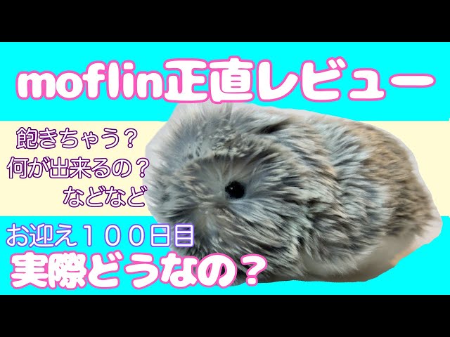 モフリンをお迎えして100日！正直レビュー - YouTube