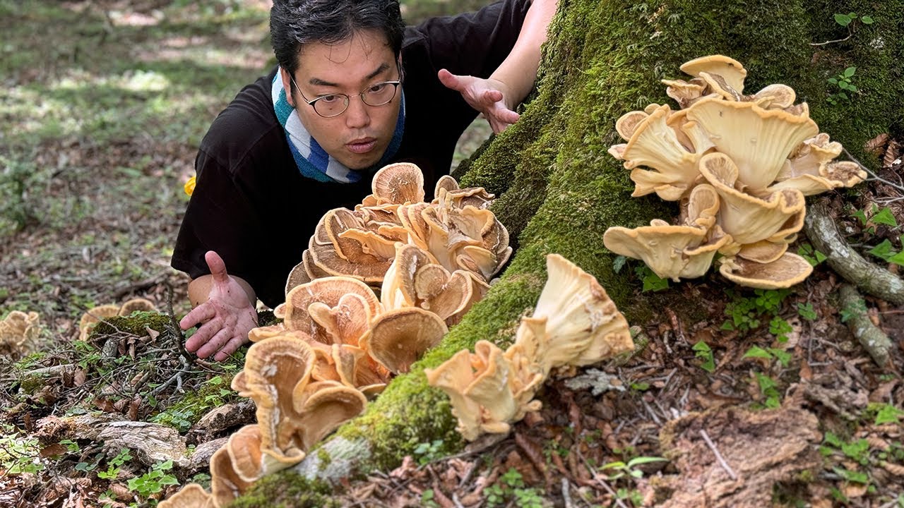 Discover and enjoy the mythical giant mushroom, the tonbitake