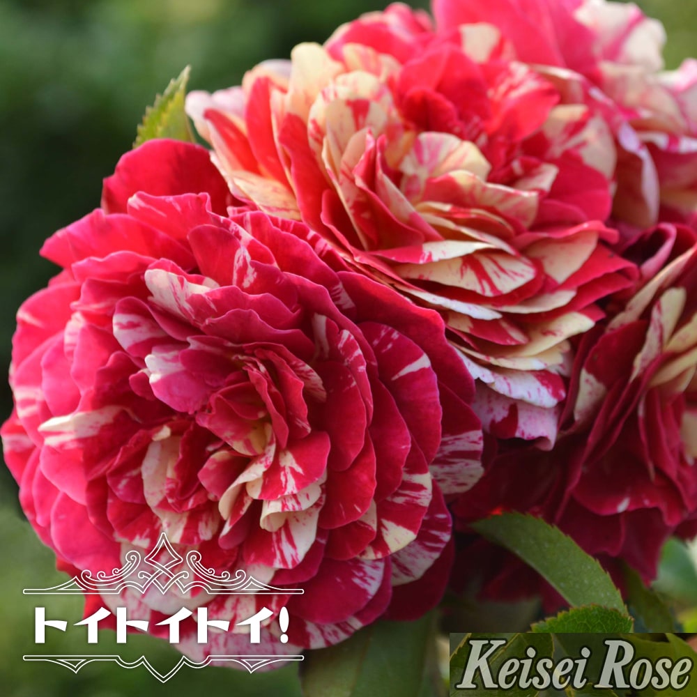 kei_fl118_01.jpg?w=850&ssl=1