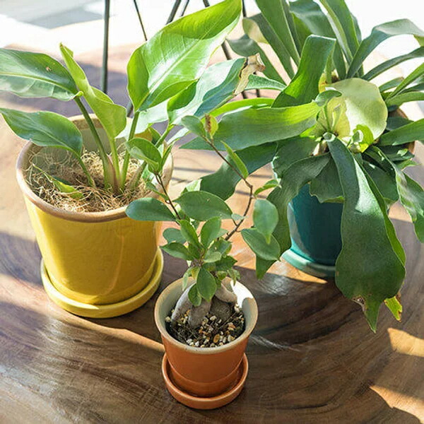 楽天市場】【安心サポート付】カラフル 植木鉢・鉢受けセット （3号・4