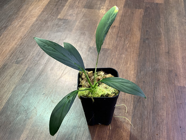 Homalomena sp.グリーンナロー From ランガット アクアテイラーズ