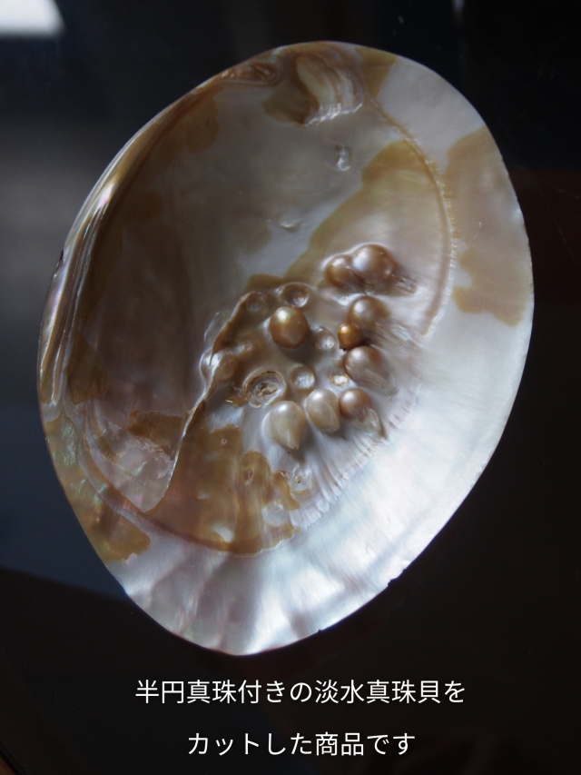 ゴールドエッジ リーフ -淡水真珠貝【約30×17mm/1個】[メール便可