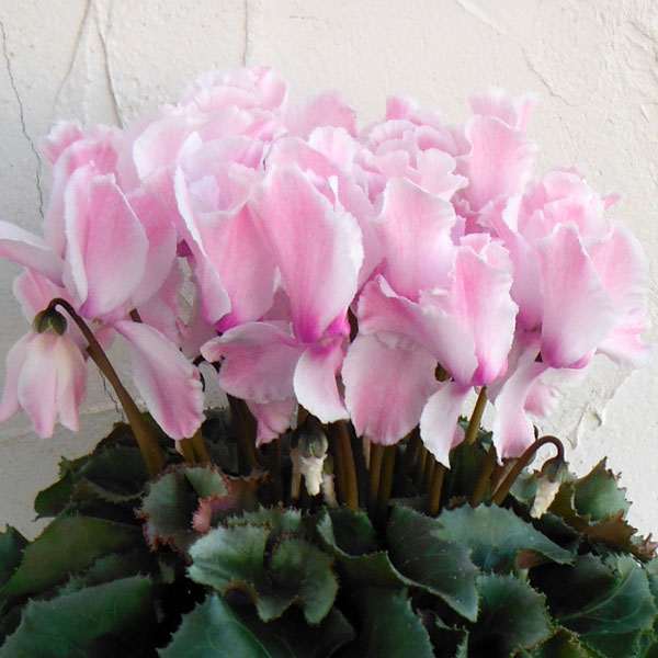 園芸ネット本店｜シクラメン：ルチア ピンク5号鉢植え フレンチブリキ