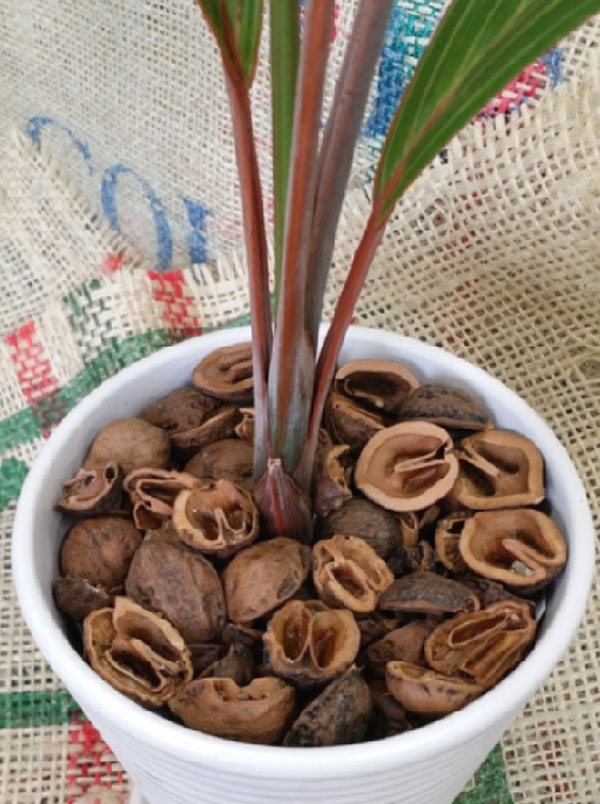 園芸ネット本店｜クルミde飾ろう1リットル 3袋セット の通販【公式】