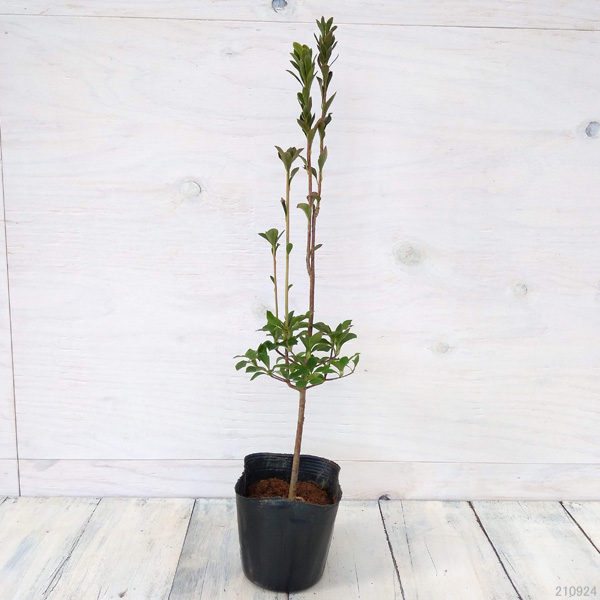 園芸ネット本店｜ドウダンツツジ3～3.5号ポット の通販【公式】