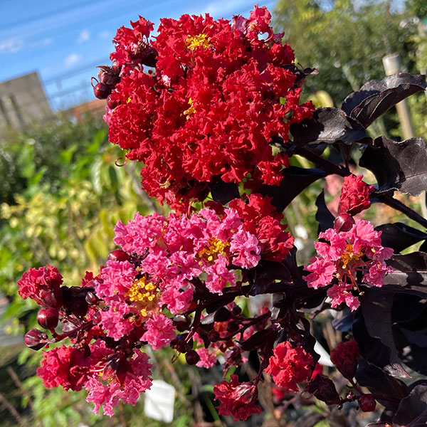 園芸ネット本店｜サルスベリ（百日紅）：ブラックパール レッド5号