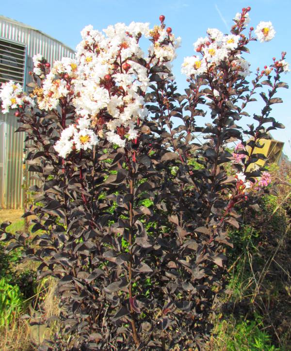 園芸ネット本店｜サルスベリ（百日紅）：ブラックパール ホワイト5号