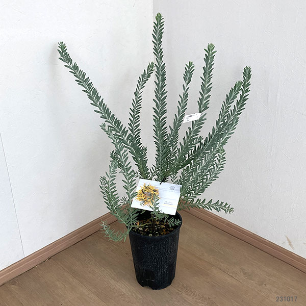 園芸ネット本店｜アカシア：ブルーブッシュ6号ポット の通販【公式】