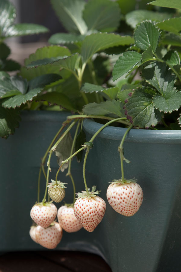 園芸ネット本店｜[26年3月中下旬予約]いちご栽培セット（プランター