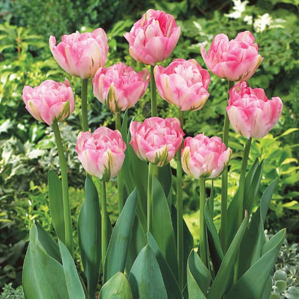 園芸ネット本店｜チューリップ（八重咲き）：フィノーラ3球入り（DL