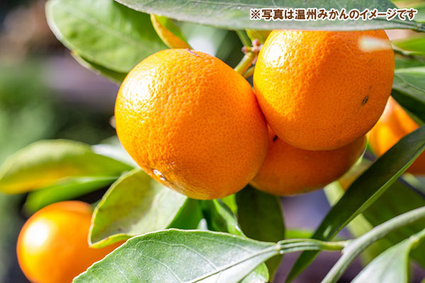 園芸ネット本店｜ミカン：温州みかん うえのわせ（上野早生）4-5号