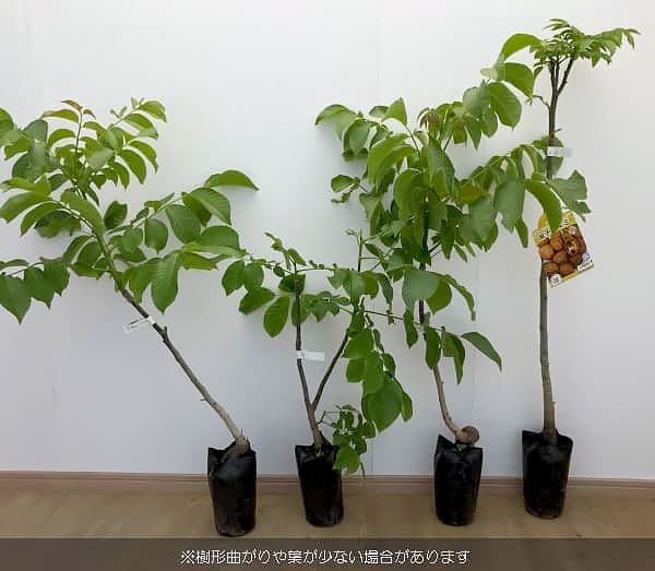 園芸ネット本店｜クルミ：信濃クルミ（しなのくるみ）実生苗4.5号