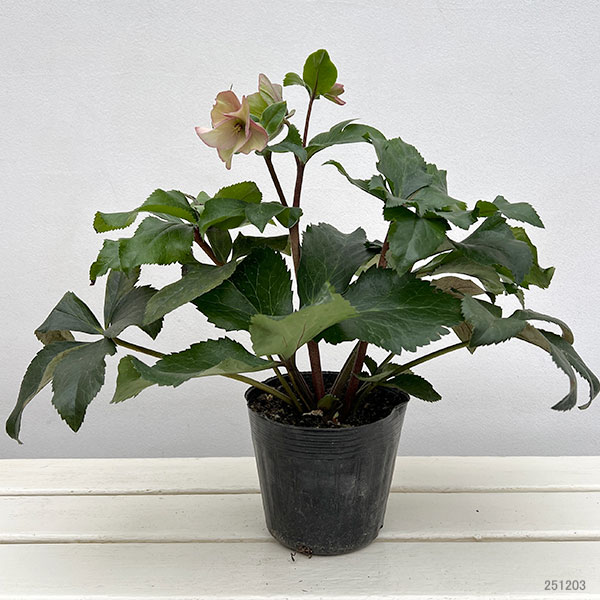 園芸ネット本店｜クリスマスローズ：*HGC Ice N'roses 氷の薔薇