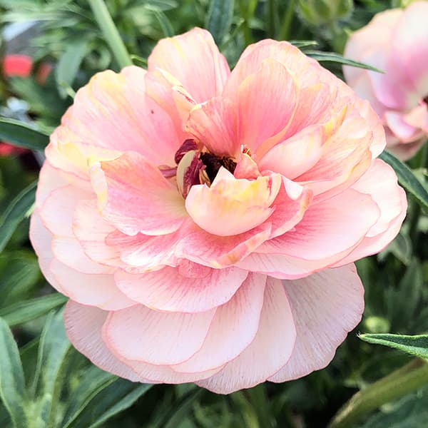 ラナンキュラスラックス苗.ヘレン．5号鉢ごと，来季用