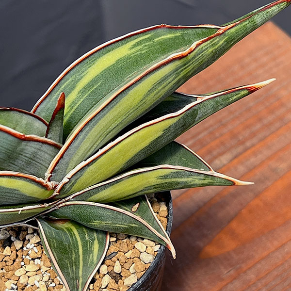 園芸ネット本店｜[ザ・ファームセレクト]サンセベリア：ロリダ斑入 3号