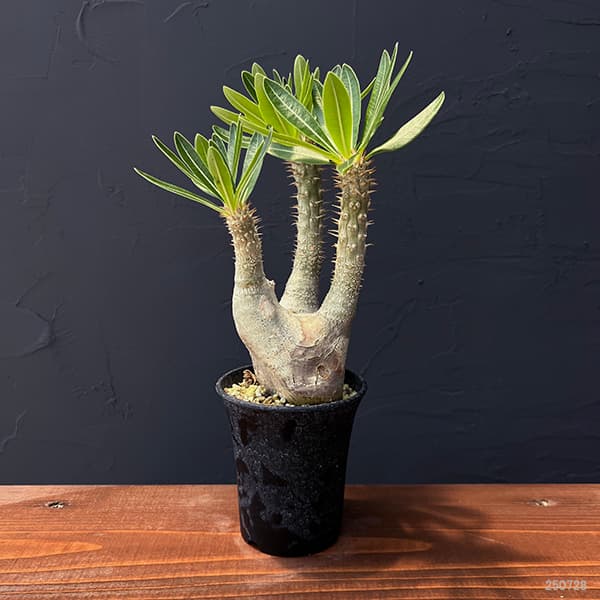 園芸ネット本店｜パキポディウム イノピナツム 3号22-01 の通販【公式】