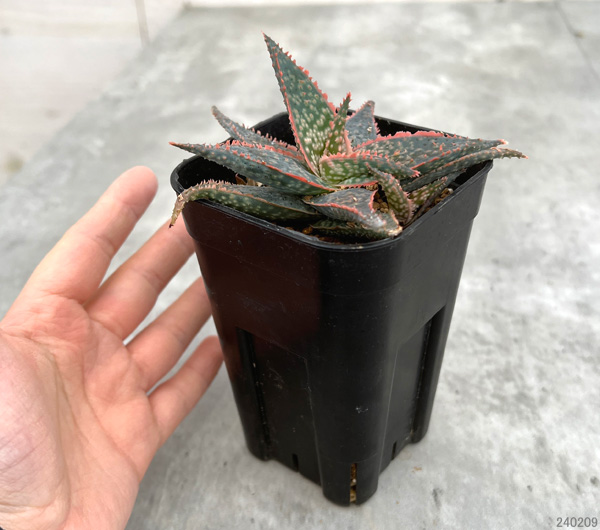 園芸ネット本店｜アロエ：DWアロエ ハイブリッド実生選抜株 繁殖苗NO.7