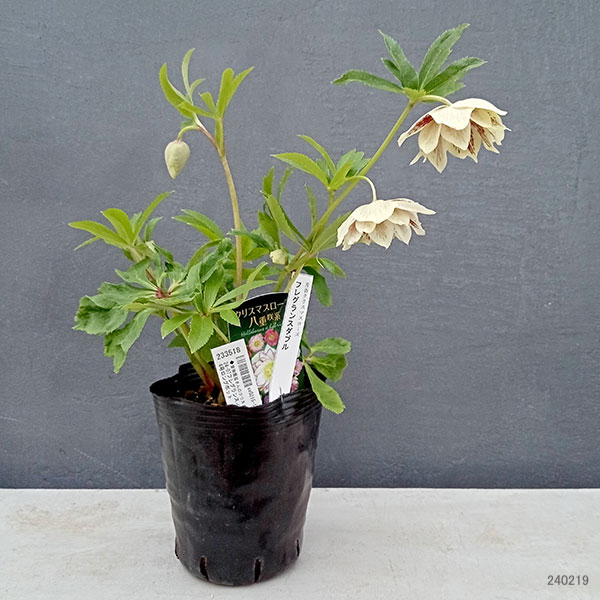 園芸ネット本店｜曽田園芸さんのクリスマスローズ：24-07フレグランス