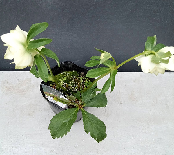 園芸ネット本店｜曽田園芸さんのクリスマスローズ：24-02利休／4号