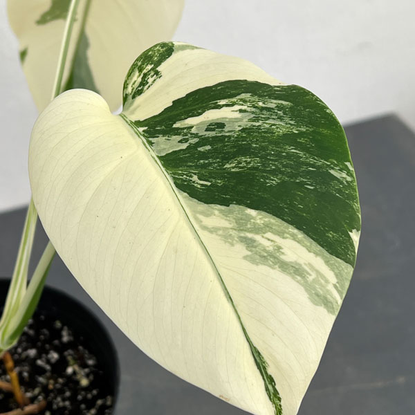 園芸ネット本店｜モンステラ：斑入り（白斑） 5.5号鉢植え24-01 の通販