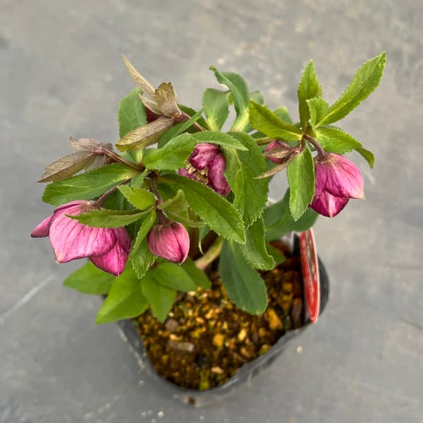 園芸ネット本店｜横山園芸さんのクリスマスローズ：プチドール25-06