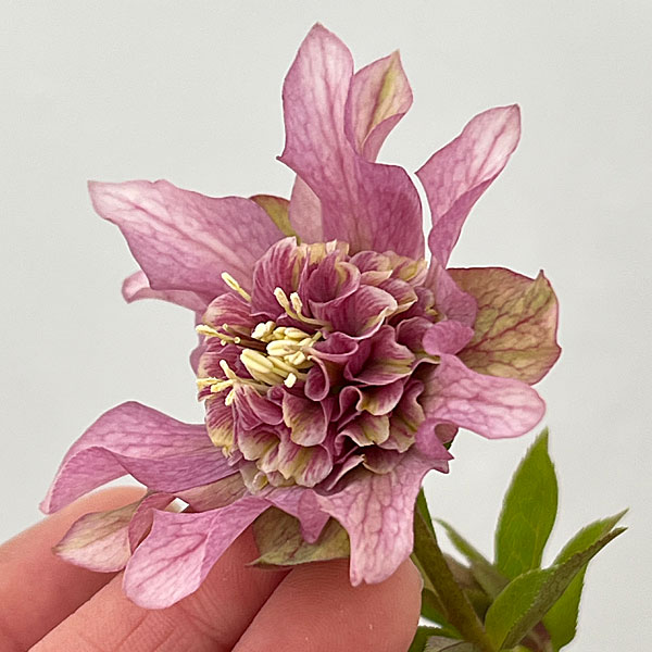 園芸ネット本店｜吉田園芸さんのクリスマスローズ：ヒデコート