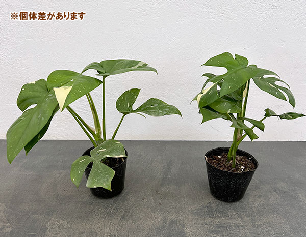 園芸ネット本店｜ヒメモンステラ：斑入り 3号ポット の通販【公式】