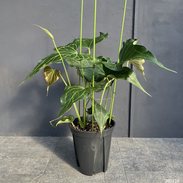 園芸ネット本店｜アンスリウム（原種）：デルタフォース 8号鉢植え の