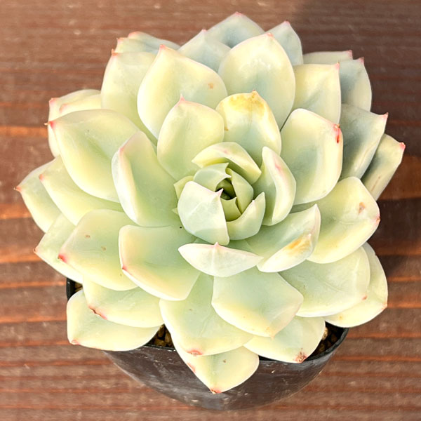 園芸ネット本店｜エケベリア：ムーンフェアリー錦 2.5号ポット の通販