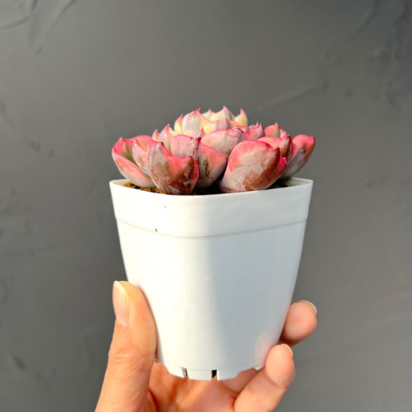 園芸ネット本店｜エケベリア：レインドロップ錦 2.5号ポット の通販