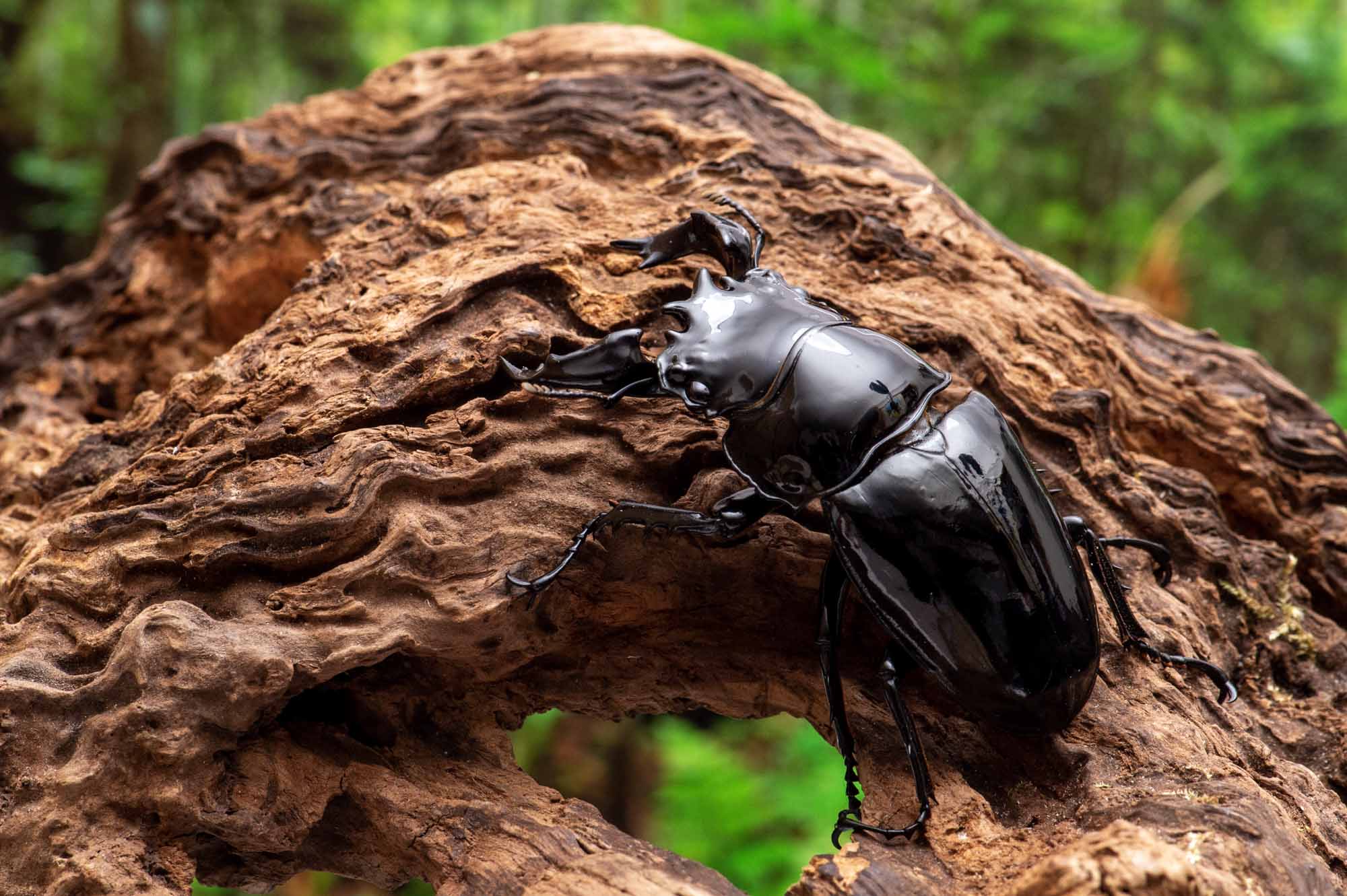 タランドゥスオオツヤクワガタ（タランドスオオツヤクワガタ） | 虫の