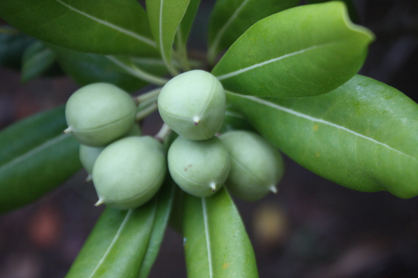 トベラの青い実/癒し憩い画像データベース(161696)