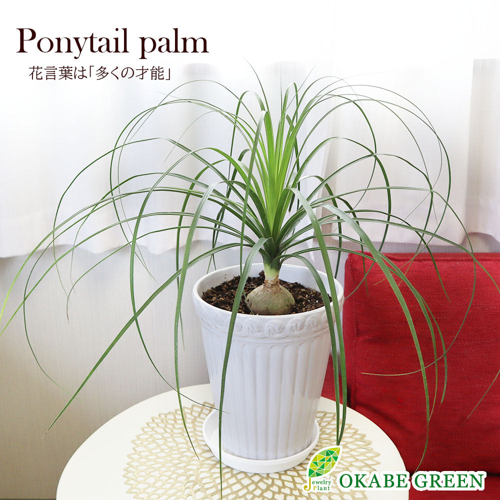 トックリラン – Jewelry Plant online