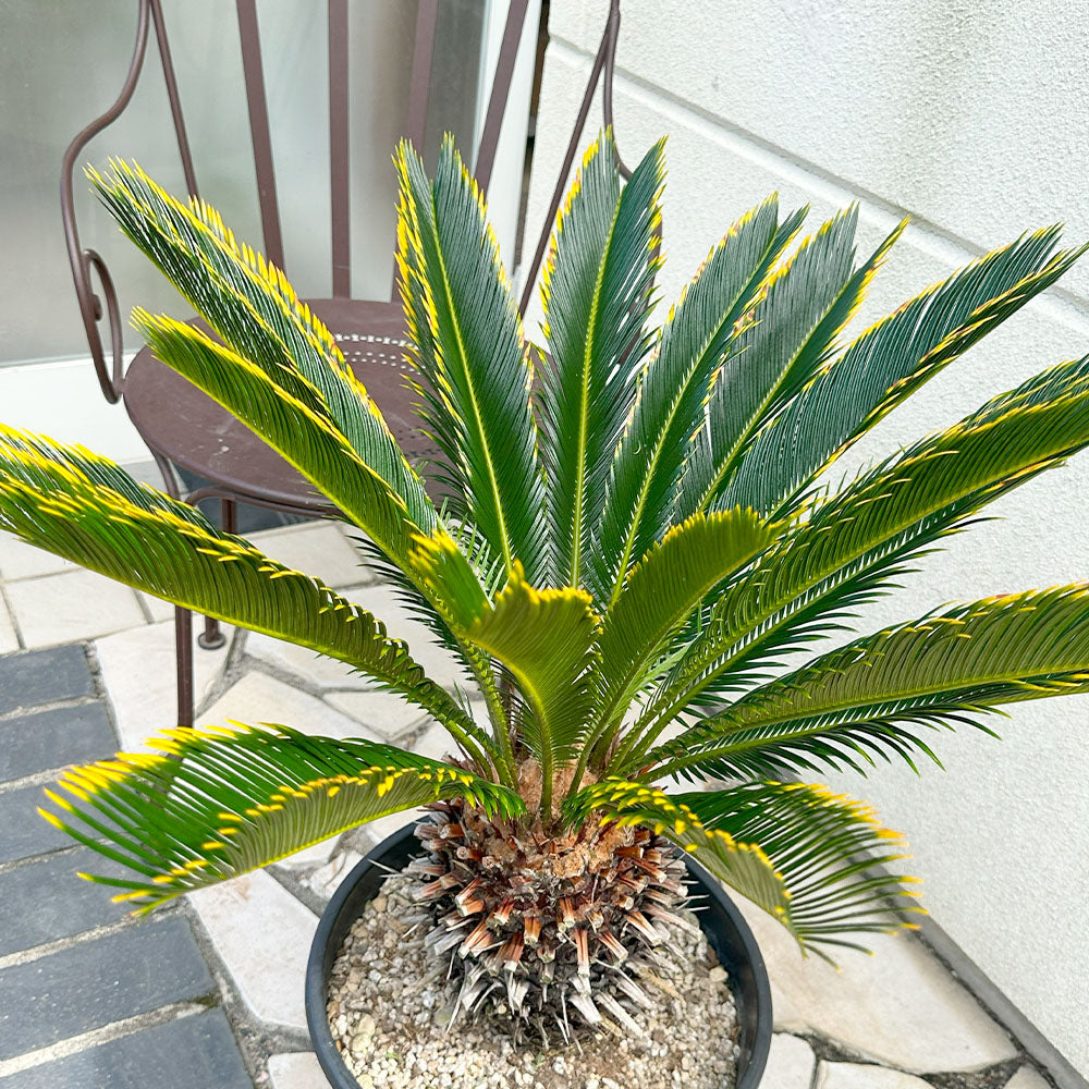 宝石のような観葉植物のお店 【Jewelry Plant】 キンカンソテツ 10号