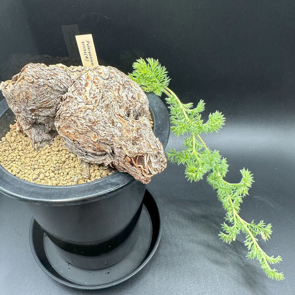 宝石のような観葉植物のお店 【Jewelry Plant】 ペラルゴニウム