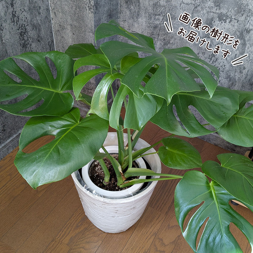 宝石のような観葉植物のお店 【Jewelry Plant】 モンステラ