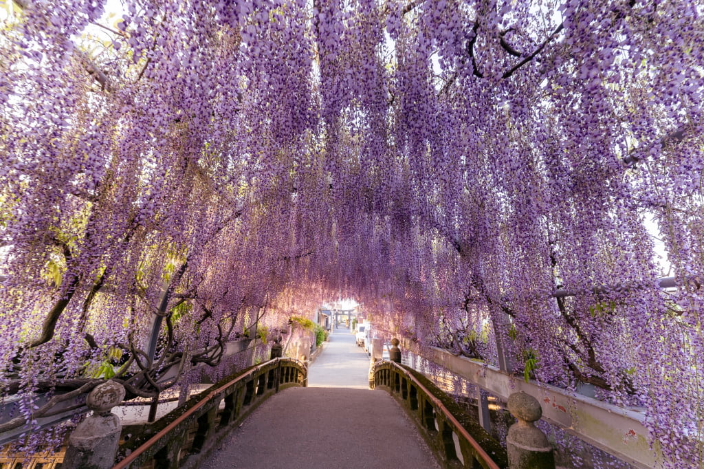 柳川市】樹齢300年の藤が魅せる絶景！中山大藤まつりが4月15日から開催
