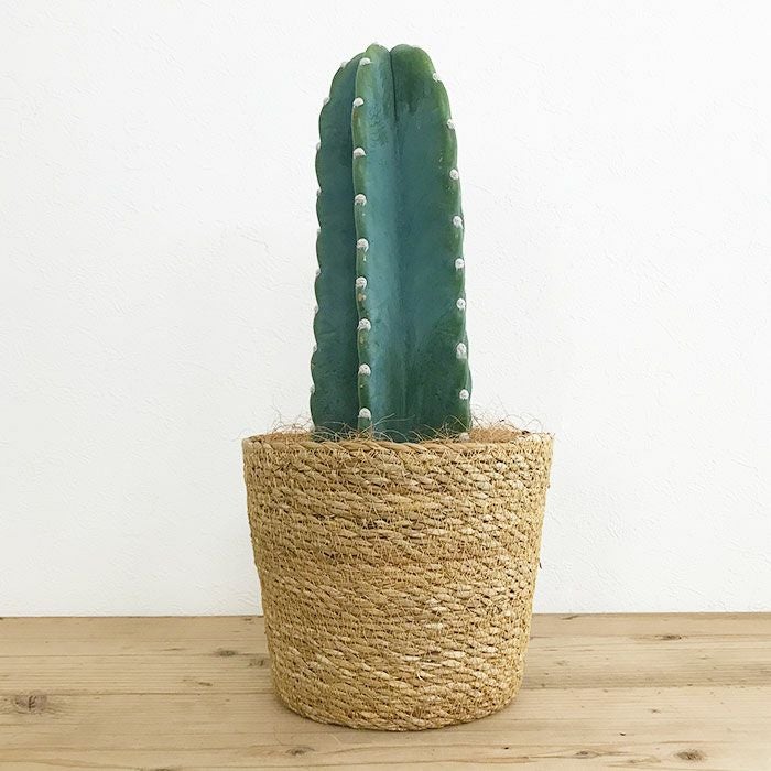 観葉植物 本物 数量限定 柱サボテン鬼面角 ヌーダム（トゲなし鬼面角