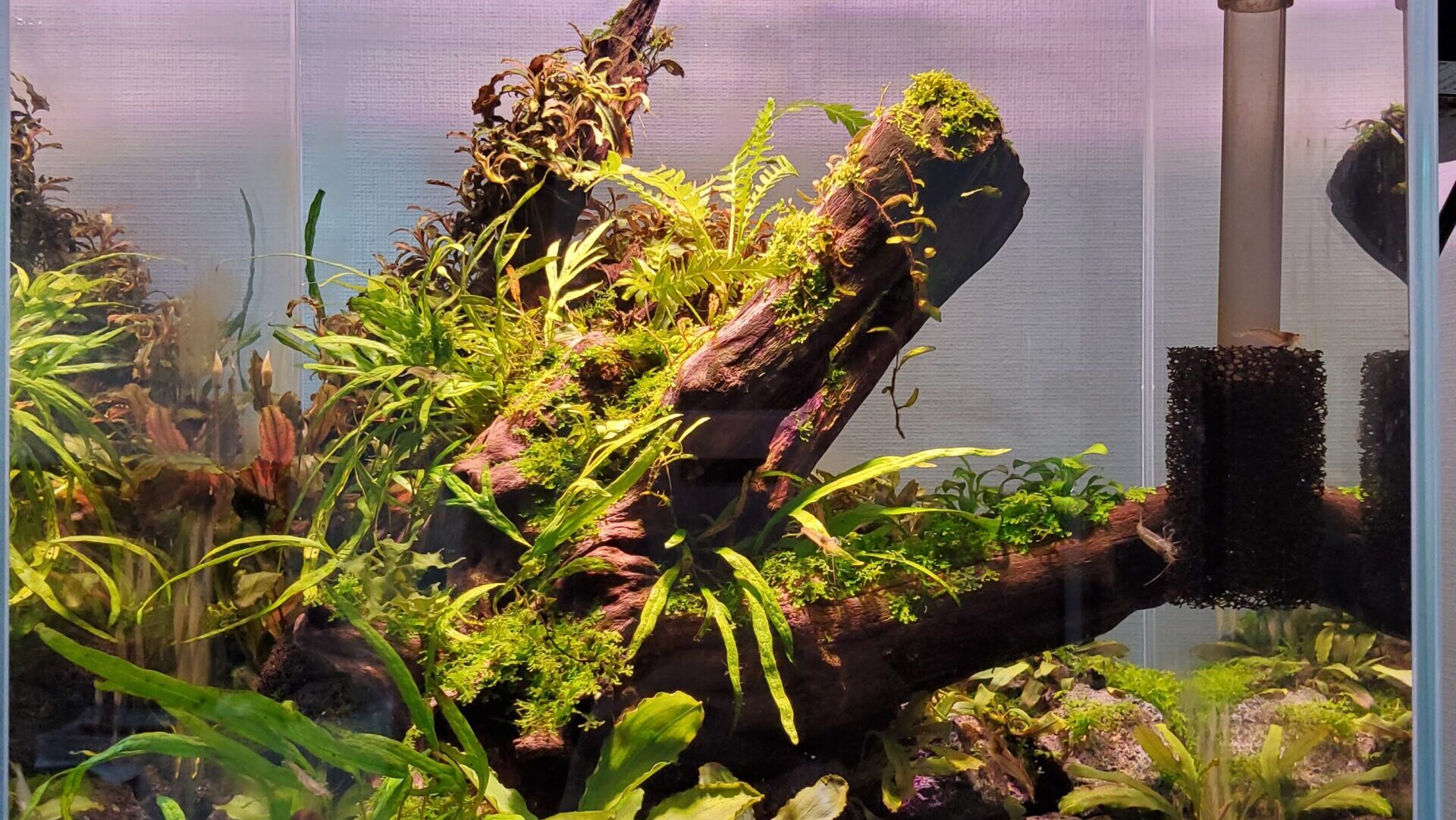 Blechnum obtusatum var. obtusatum（オブオブ）の水中化を試みた話