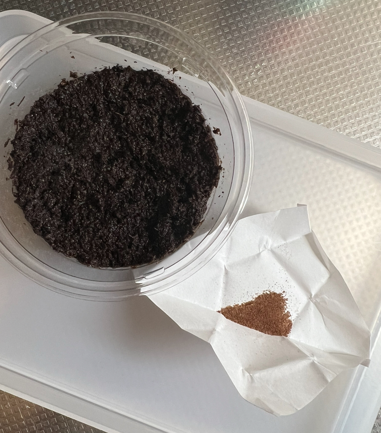 ビカクシダ 胞子培養の始め方・手順 | シロウト園芸