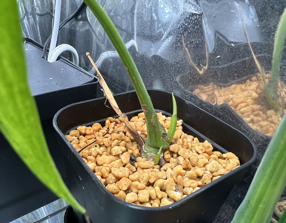 2024年完全版】モンステラの増やし方 株分け増殖方法まとめ | シロウト園芸