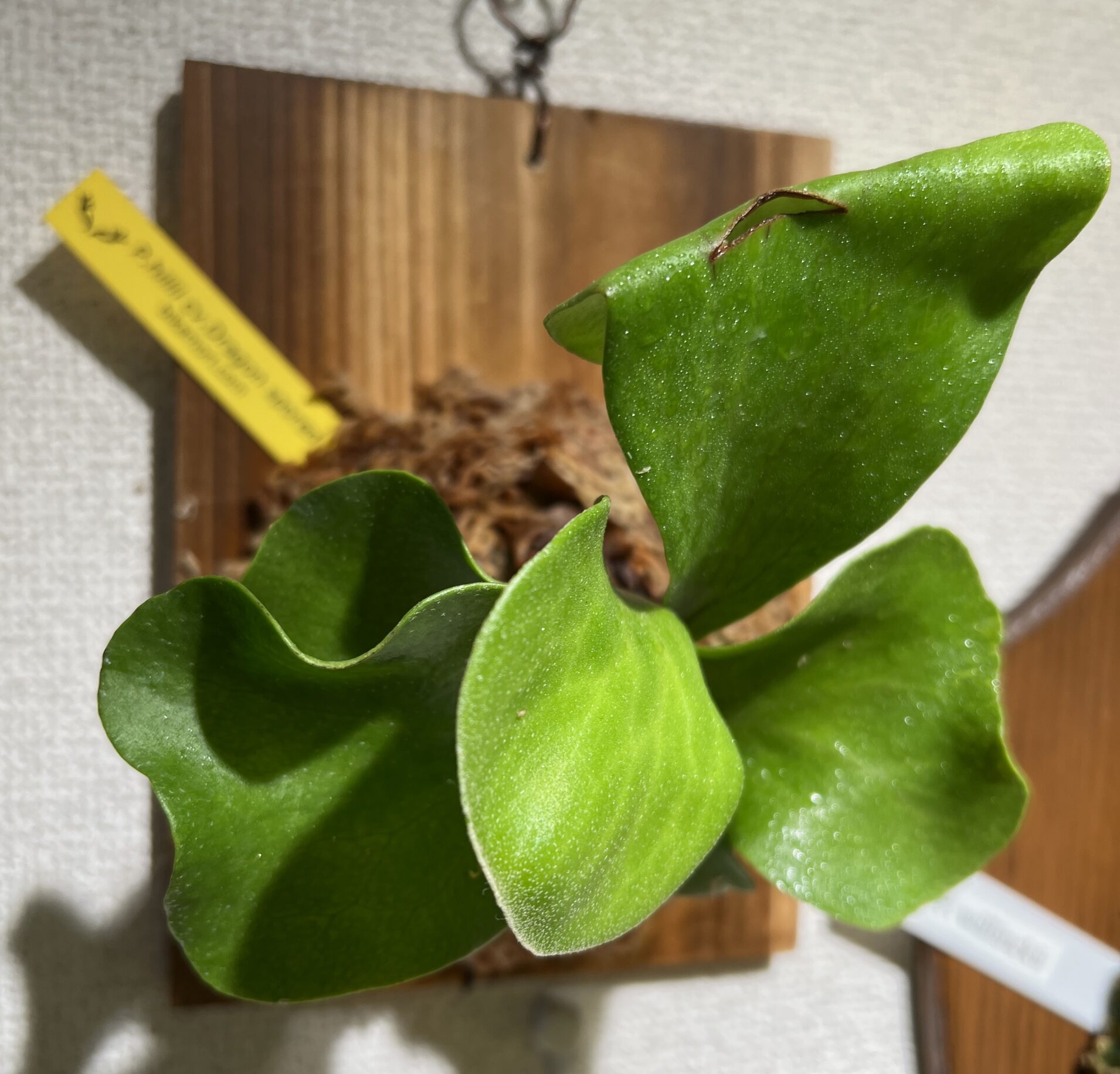 ビカクシダ・ヒリー・ドラゴン Platycerium hillii cv.Dragon 成長記録