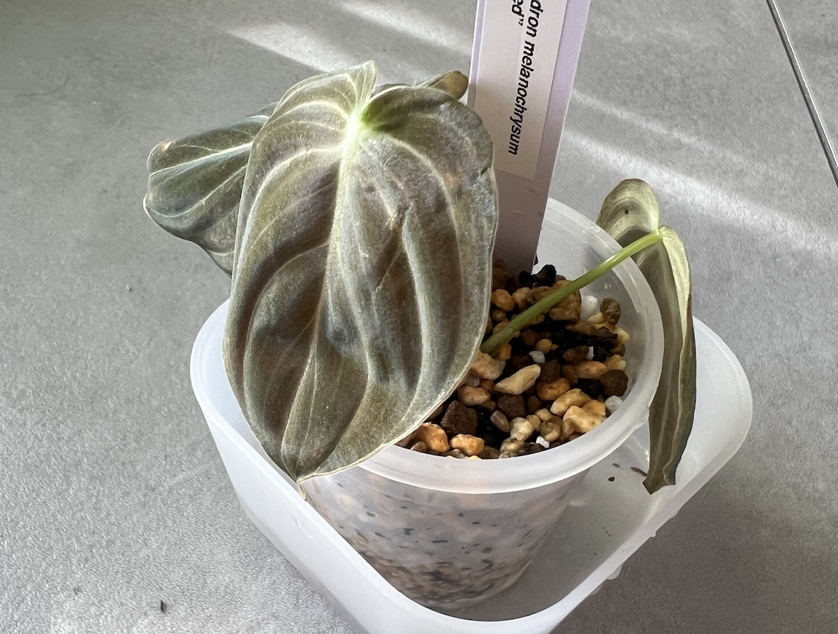 フィロデンドロン・メラノクリサム (ビロードカズラ) 斑入り 成長記録