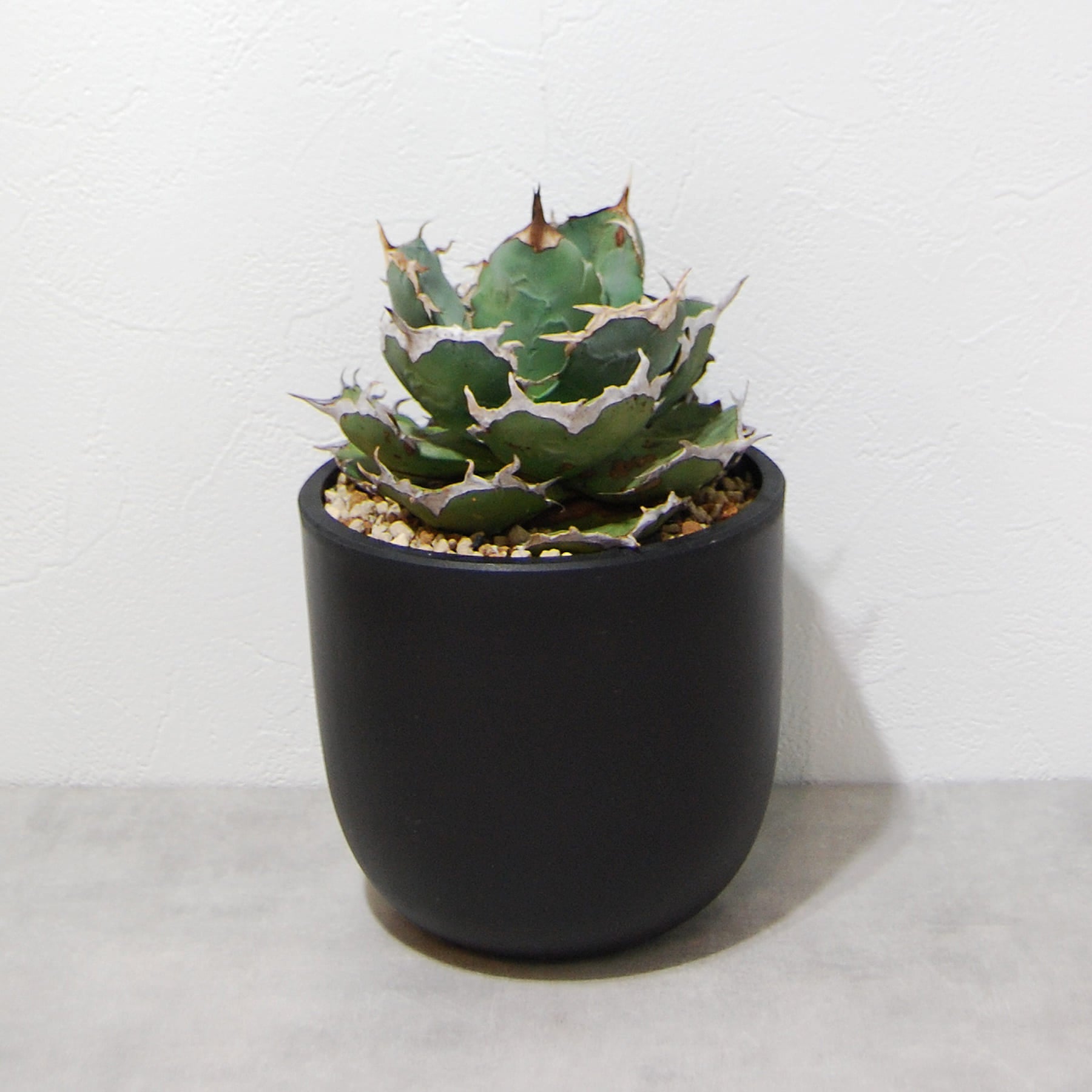 agave-titanota-eu-002-05.jpg?v