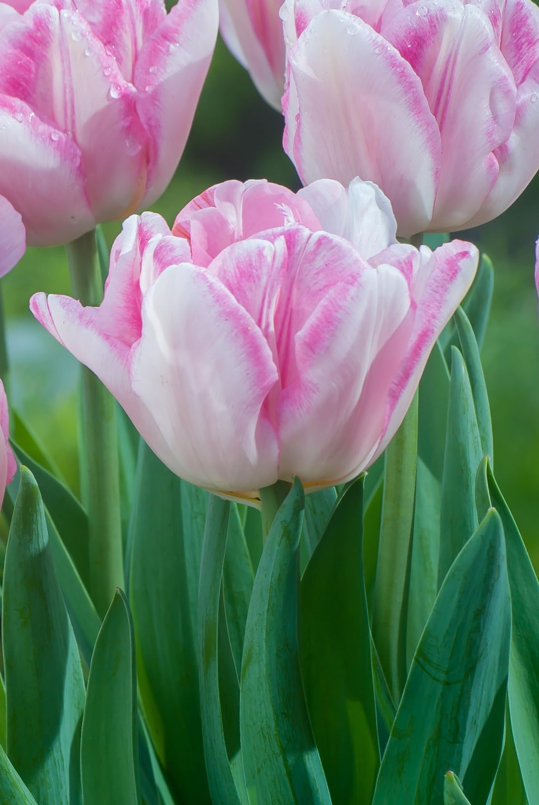 Amazon | チューリップ ピンク フォックストロット 球根 20球 2024年