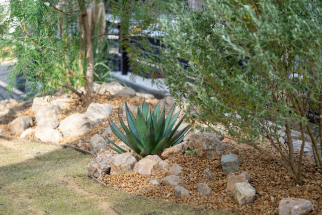 ドライガーデンは“土”で決まる｜枯れるリスクを最大限抑える最強用土